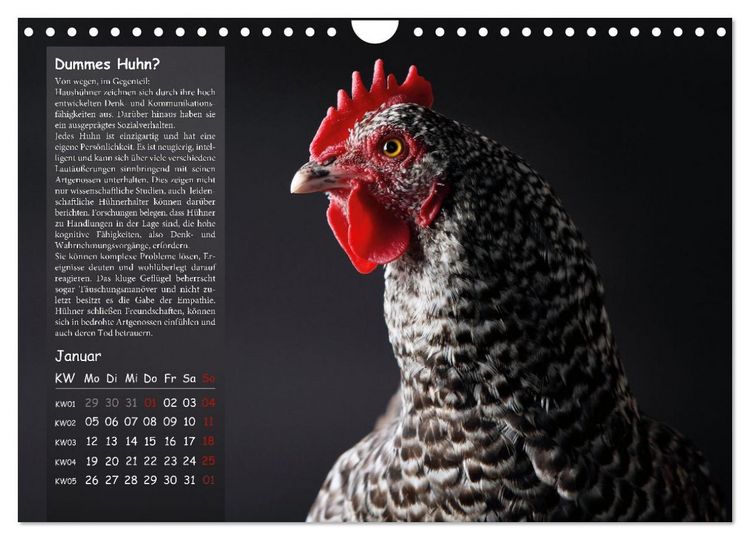 Produktbild: Von der Einzigartigkeit der H&uuml;hner 2026 (Wandkalender 2026 DIN A4 quer), CALVENDO Monatskalender