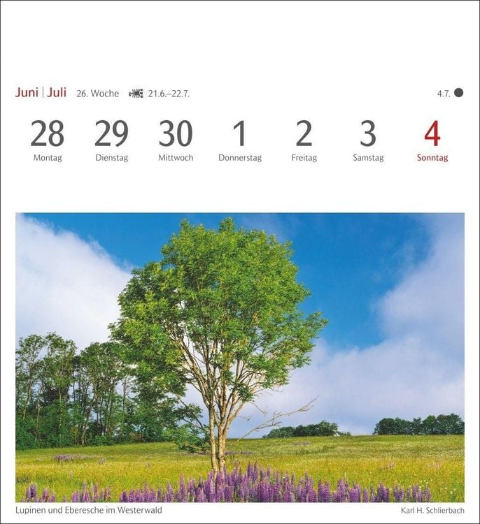 Produktbild: B&auml;ume Postkartenkalender 2027 - Wochenkalender mit 53 Postkarten
