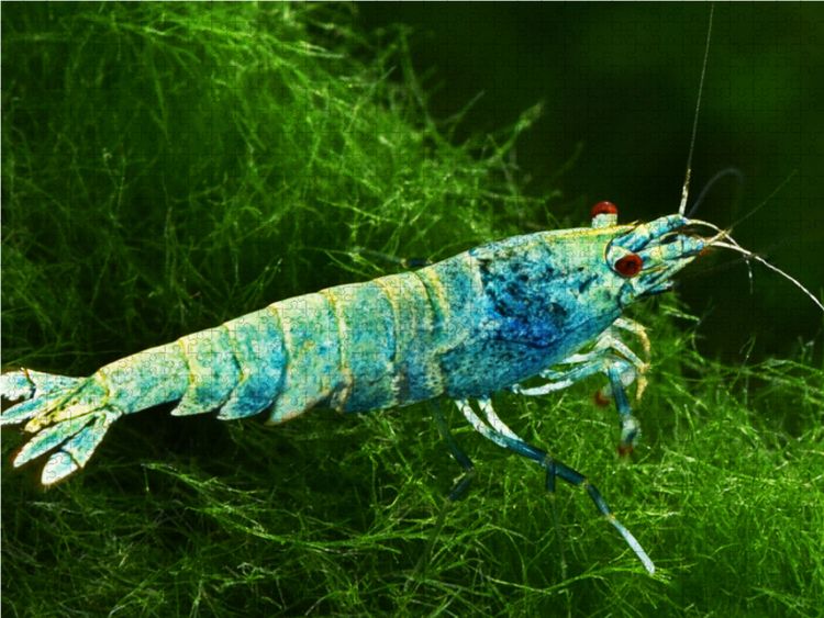 Produktbild: CALVENDO Puzzle Caridina cantonensis - Blue Bolt | 1000 Teile Lege-Gr&ouml;&szlig;e 64x48cm Foto-Puzzle f&uuml;r gl&uuml;ckliche Stunden