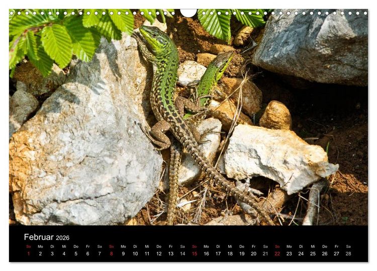 Produktbild: Reptilienkalender 2026 (Wandkalender 2026 DIN A3 quer), CALVENDO Monatskalender