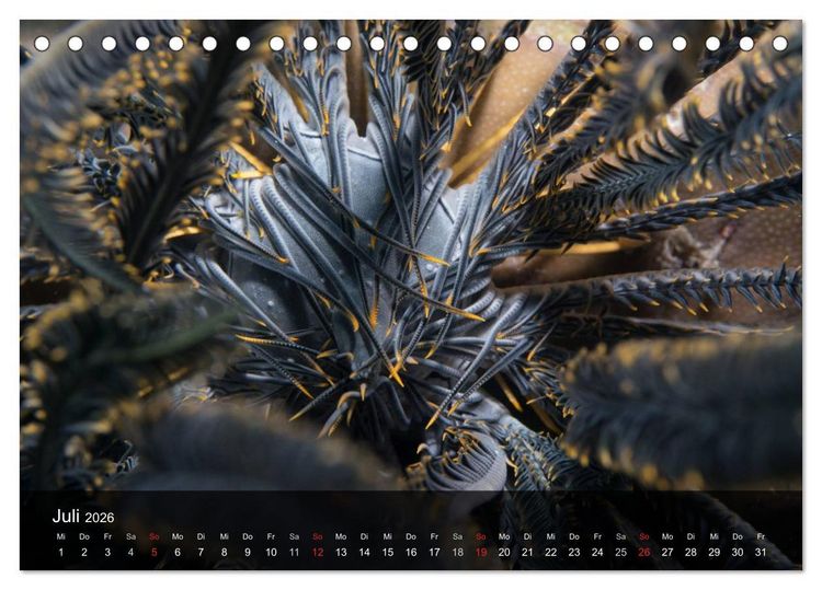 Produktbild: Unterwasser Strukuren (Tischkalender 2026 DIN A5 quer), CALVENDO Monatskalender