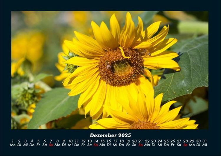 Produktbild: Bien 2025 Fotokalender DIN A4