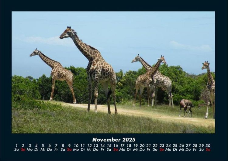 Produktbild: Giraffen 2025 Fotokalender DIN A4