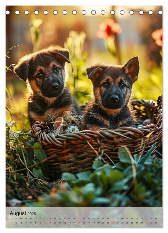 Produktbild: Deutscher Sch&auml;ferhund - mutig und zuverl&auml;ssig (Tischkalender 2026 DIN A5 hoch), CALVENDO Monatskalender