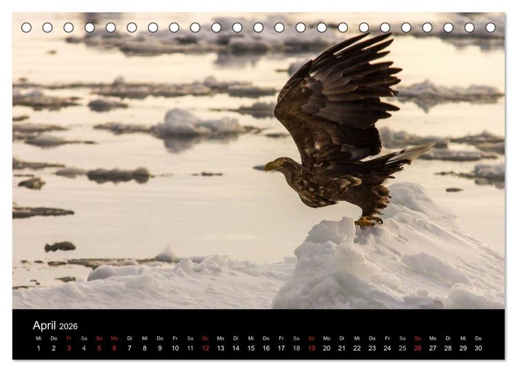 Produktbild: Seeadler - K&ouml;nige der L&uuml;fte (Tischkalender 2026 DIN A5 quer), CALVENDO Monatskalender