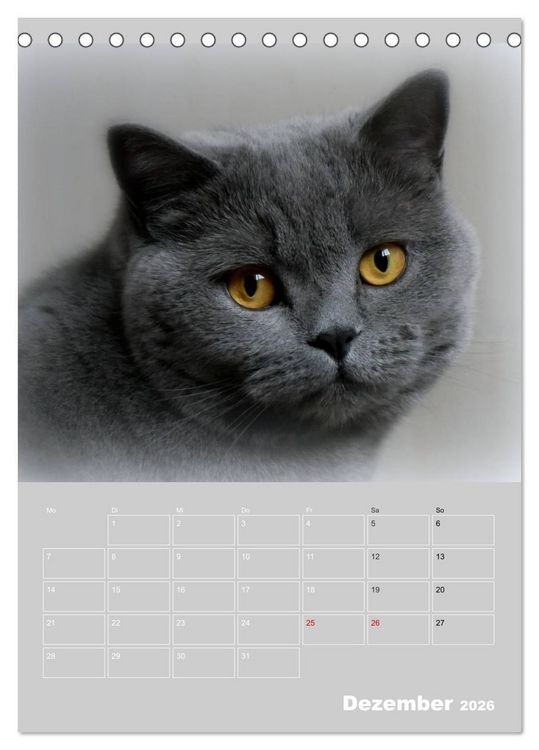 Produktbild: Graue Engel - Britischkurzhaar-Katzen (Tischkalender 2026 DIN A5 hoch), CALVENDO Monatskalender