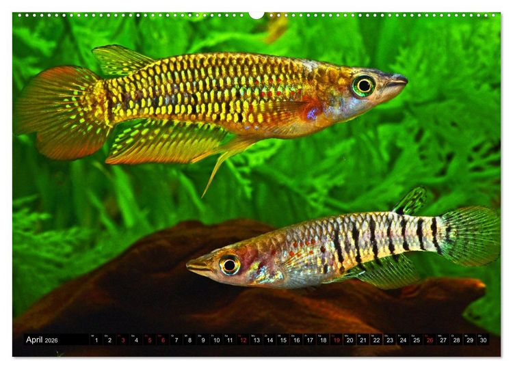 Produktbild: Bunte Fische der Welt - Killifische (Wandkalender 2026 DIN A2 quer), CALVENDO Monatskalender