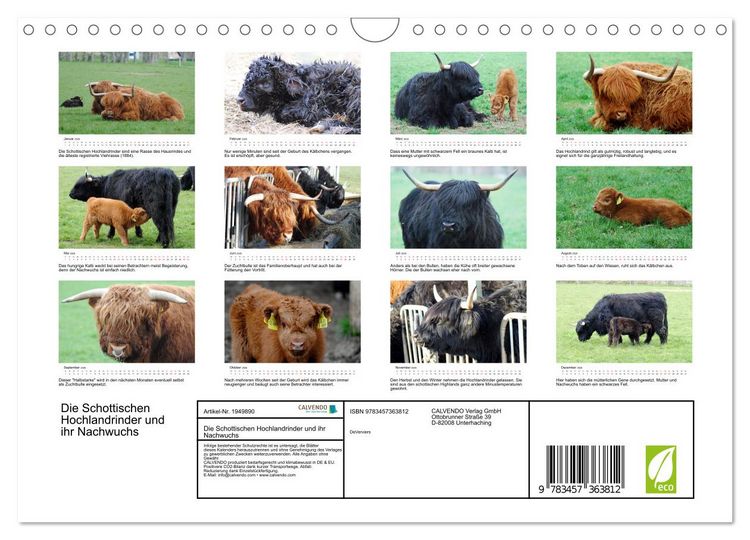 Produktbild: Die Schottischen Hochlandrinder und ihr Nachwuchs (Wandkalender 2026 DIN A4 quer), CALVENDO Monatskalender