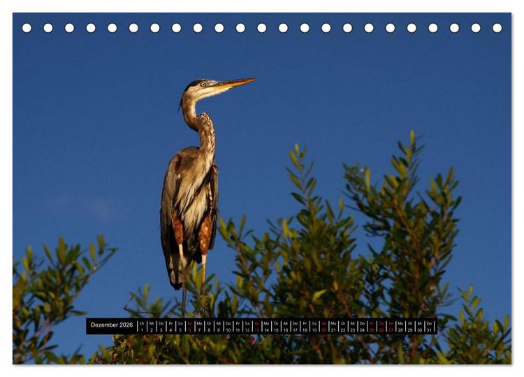 Produktbild: Florida Impressionen (Tischkalender 2026 DIN A5 quer), CALVENDO Monatskalender