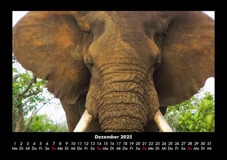 Produktbild: Elefanten 2025 Fotokalender DIN A3