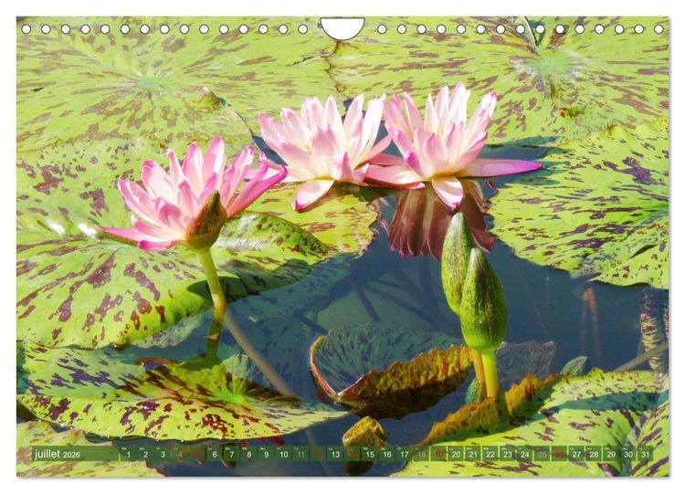 Produktbild: Magnifiques n&eacute;nuphars (Calendrier mural 2026 DIN A4 vertical), CALVENDO calendrier mensuel
