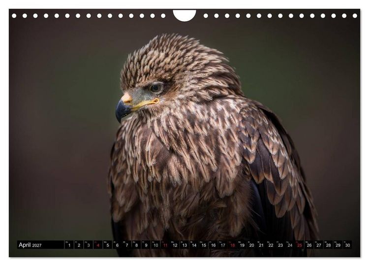 Produktbild: Greifv&ouml;gel und Eulen (Wandkalender 2027 DIN A4 quer), CALVENDO Monatskalender