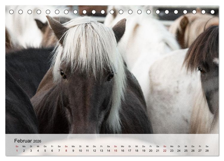 Produktbild: Pferde 2026 Kraft und Anmut (Tischkalender 2026 DIN A5 quer), CALVENDO Monatskalender