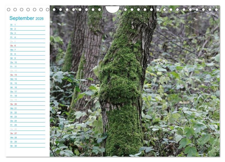 Produktbild: Wundersch&ouml;ner Spreewald (Wandkalender 2026 DIN A4 quer), CALVENDO Monatskalender