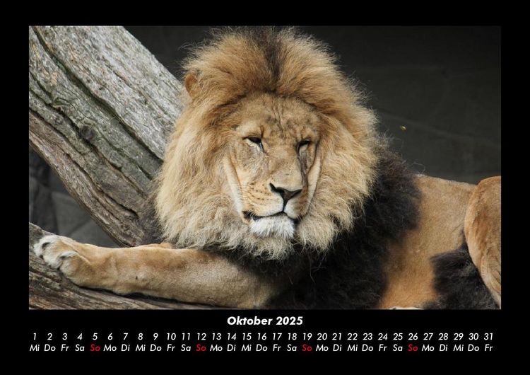 Produktbild: L&ouml;wen in der Wildnis 2025 Fotokalender DIN A3