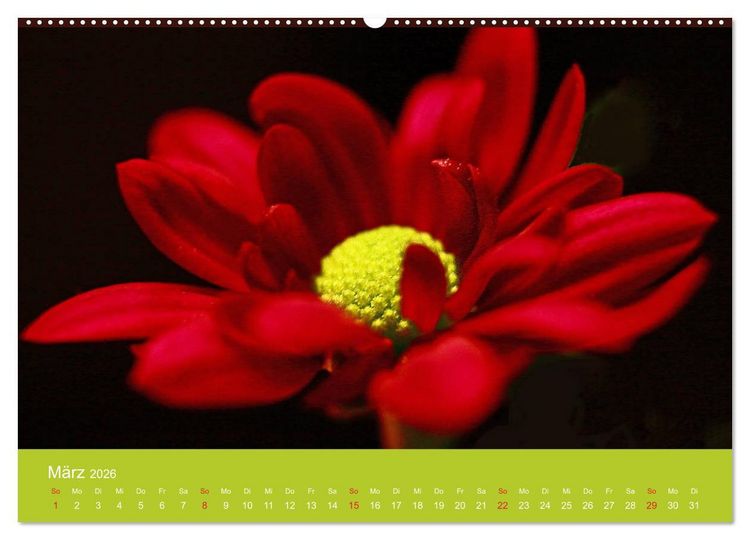 Produktbild: Fantastische Reise in die Welt der Blumen (hochwertiger Premium Wandkalender 2026 DIN A2 quer), Kunstdruck in Hochglanz