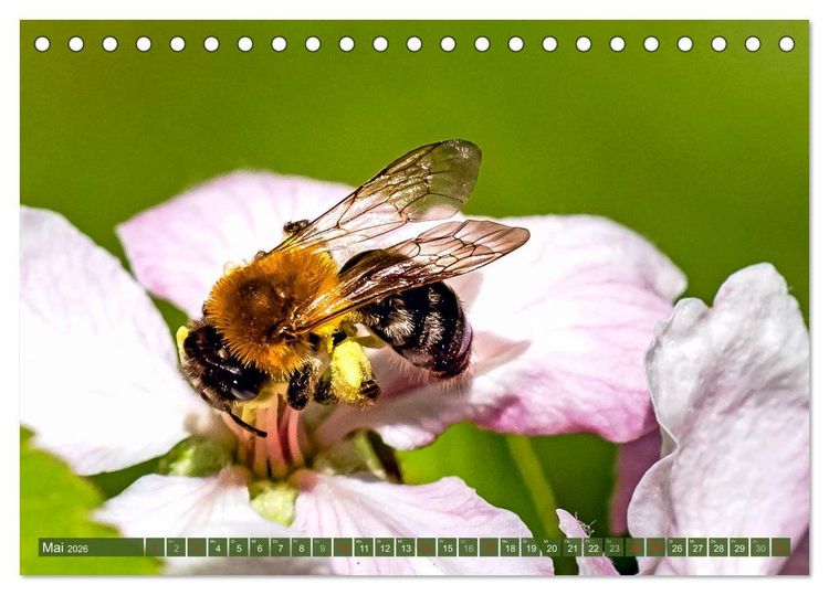 Produktbild: BIENEN - Kleine N&uuml;tzlinge ganz gro&szlig; (Tischkalender 2026 DIN A5 quer), CALVENDO Monatskalender