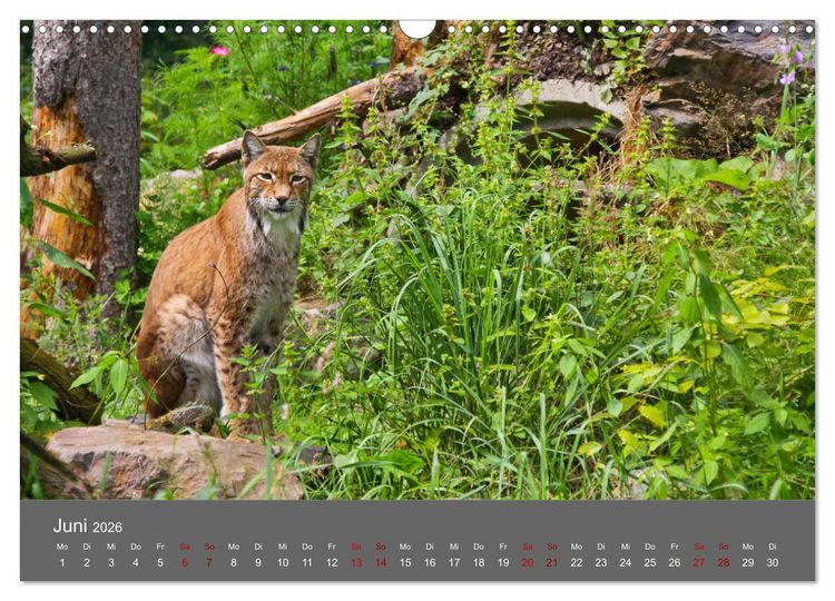 Produktbild: Der Luchs - Hochbeinig, Pinselohren, Backenbart (Wandkalender 2026 DIN A3 quer), CALVENDO Monatskalender