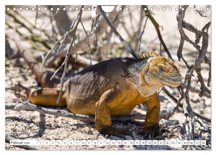 Produktbild: Galapagos-Inseln - Ein Paradies f&uuml;r Tiere (Wandkalender 2026 DIN A4 quer), CALVENDO Monatskalender