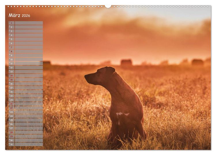 Produktbild: Rhodesian Ridgeback - Herzen auf vier Pfoten (hochwertiger Premium Wandkalender 2026 DIN A2 quer), Kunstdruck in Hochglanz