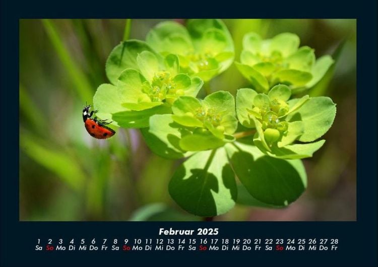 Produktbild: Blumenzauber 2025 Fotokalender DIN A4