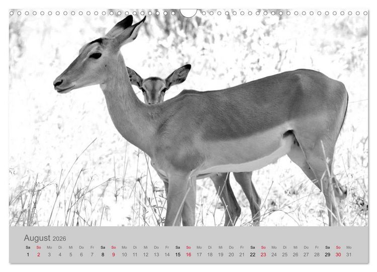 Produktbild: Die Seelen der wilden Tiere (Wandkalender 2026 DIN A3 quer), CALVENDO Monatskalender