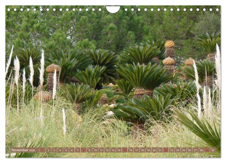 Produktbild: BOTANICACTUS Mallorcas Kakteengarten (Wandkalender 2026 DIN A4 quer), CALVENDO Monatskalender