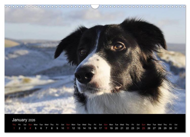 Produktbild: Beauty of a Border Collie (Wall Calendar 2026 DIN A3 landscape), CALVENDO 12 Month Wall Calendar