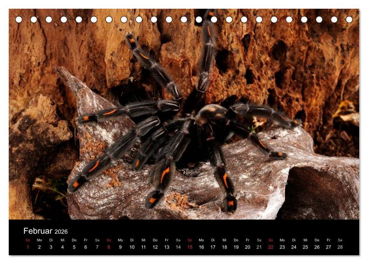 Produktbild: Vogelspinnen - Tarantulas (Tischkalender 2026 DIN A5 quer), CALVENDO Monatskalender