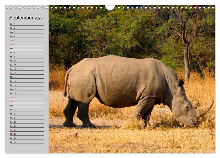 Produktbild: Nash&ouml;rner und Flusspferde (Wandkalender 2026 DIN A3 quer), CALVENDO Monatskalender