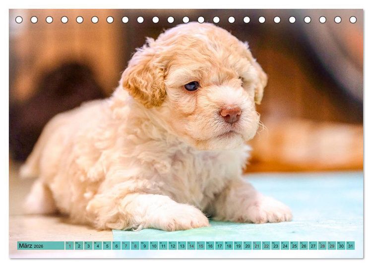 Produktbild: Lagotto Romagnolo in den Alpen 2026 (Tischkalender 2026 DIN A5 quer), CALVENDO Monatskalender