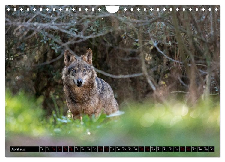 Produktbild: Wolves, Wild Spirits (Wall Calendar 2026 DIN A4 landscape), CALVENDO 12 Month Wall Calendar