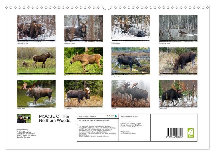 Produktbild: MOOSE Of The Northern Woods (Wall Calendar 2026 DIN A3 landscape), CALVENDO 12 Month Wall Calendar