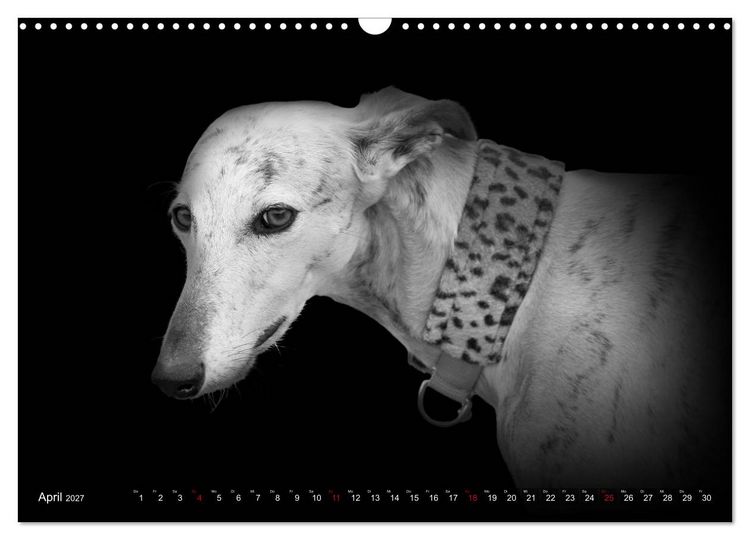 Produktbild: Galgo Espa&ntilde;ol - der spanische Windhund 2027 (Wandkalender 2027 DIN A3 quer), CALVENDO Monatskalender