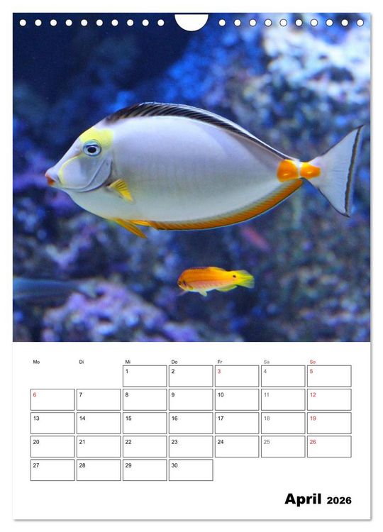 Produktbild: Zauberwelt. Fische, Korallen und Co. (Wandkalender 2026 DIN A4 hoch), CALVENDO Monatskalender