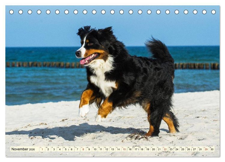Produktbild: Berner Sennenhunde am Strand (Tischkalender 2026 DIN A5 quer), CALVENDO Monatskalender