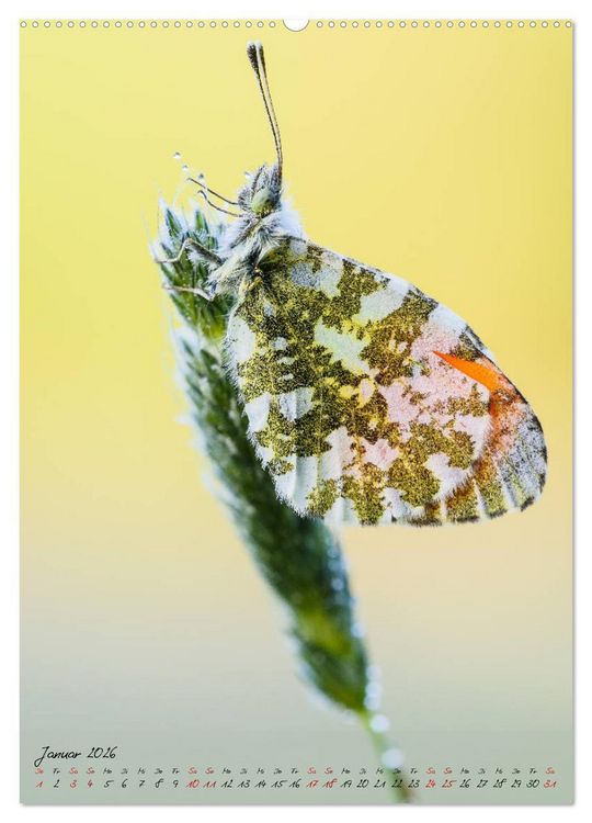 Produktbild: Kunterbuntes Gartenleben - Schmetterlinge in G&auml;rten und Parks (hochwertiger Premium Wandkalender 2026 DIN A2 hoch), Kunstdruck in Hochglanz