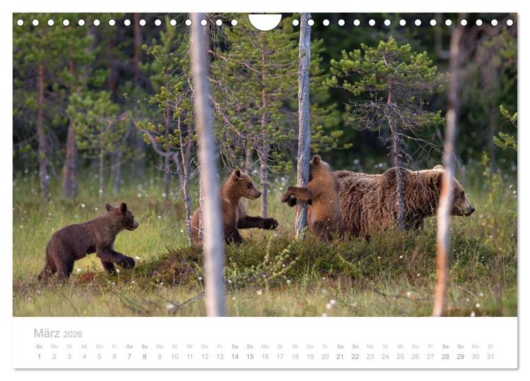 Produktbild: Braunb&auml;ren - pelzige Riesen in Finnlands W&auml;ldern (Wandkalender 2026 DIN A4 quer), CALVENDO Monatskalender