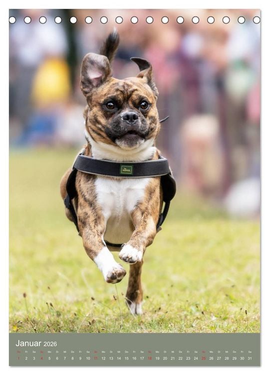 Produktbild: Mops-Rennen (Tischkalender 2026 DIN A5 hoch), CALVENDO Monatskalender
