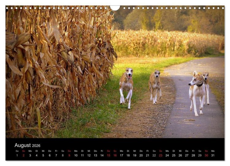 Produktbild: Whippets in Aktion (Wandkalender 2026 DIN A3 quer), CALVENDO Monatskalender