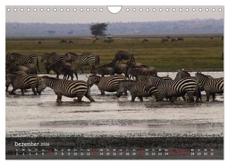 Produktbild: Wildes Ostafrika - Tansania und Kenia hautnah (Wandkalender 2026 DIN A4 quer), CALVENDO Monatskalender
