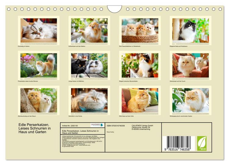 Produktbild: Edle Perserkatzen. Leises Schnurren in Haus und Garten (Wandkalender 2026 DIN A4 quer), CALVENDO Monatskalender