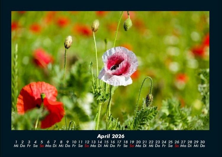 Produktbild: Blumentr&auml;ume 2026 Fotokalender DIN A4