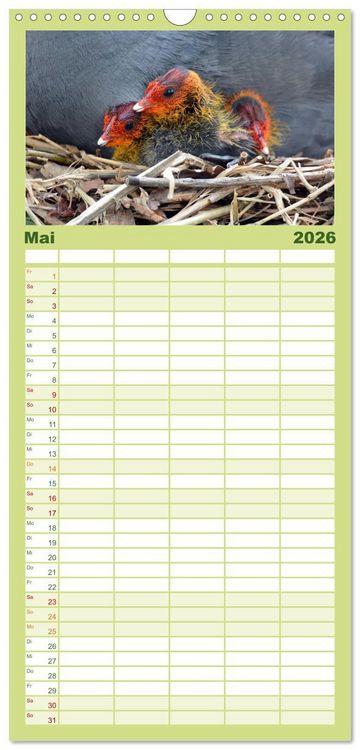 Produktbild: Familienplaner 2026 - Die lieben Kleinen ... Tierkinder einfach zum Knuddeln mit 5 Spalten (Wandkalender, 21 x 45 cm) CALVENDO