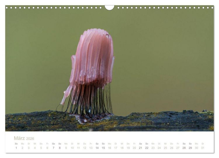 Produktbild: FASZINATION PILZE 2026 (Wandkalender 2026 DIN A3 quer), CALVENDO Monatskalender