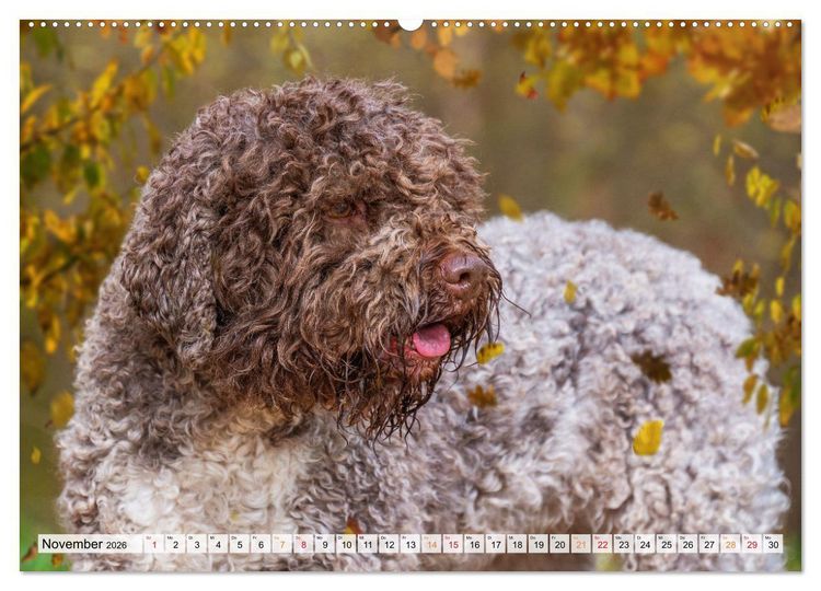 Produktbild: Lagotto Romagnolo - der Tr&uuml;ffelhund Italiens (Wandkalender 2026 DIN A2 quer), CALVENDO Monatskalender