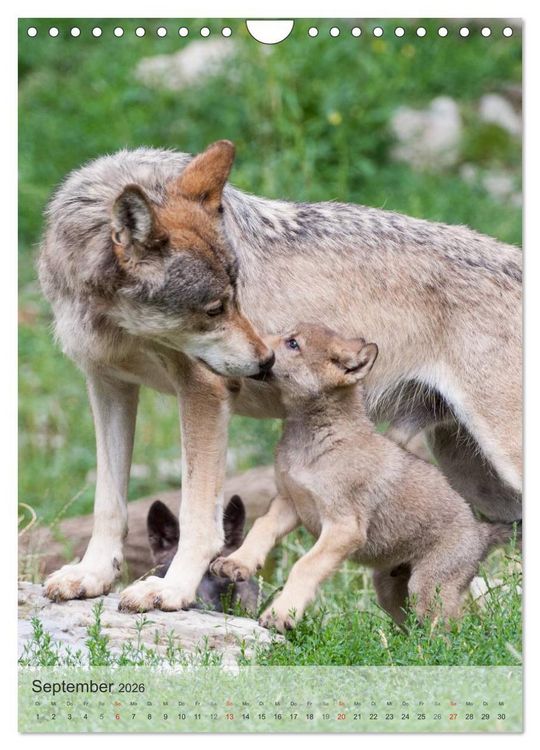 Produktbild: Emotionale Momente: Der Wolf. (Wandkalender 2026 DIN A4 hoch), CALVENDO Monatskalender