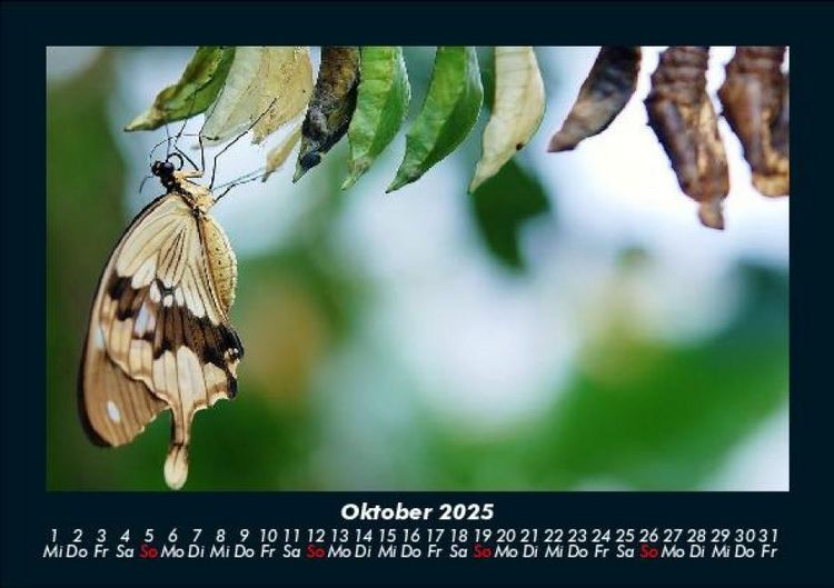Produktbild: Bunte Pracht der Schmetterlinge 2025 Fotokalender DIN A5