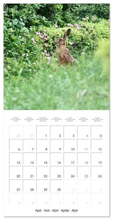 Produktbild: WILD GARDEN ANIMALS (Wall Calendar 2026 12 &times; 12 Inch) CALVENDO 12 Month Wall Calendar