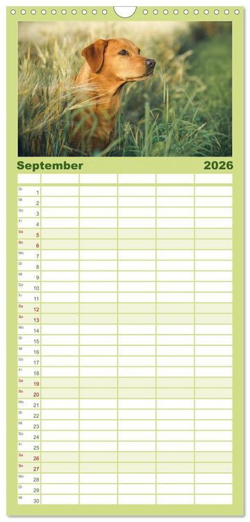Produktbild: Familienplaner 2026 - Faszination Labrador - gelb, foxred, schwarz mit 5 Spalten (Wandkalender, 21 x 45 cm) CALVENDO